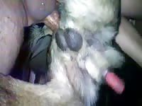 Dog Sex 9595 GayBeast - boy Fucks Pet
