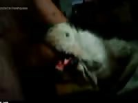 Dog Suck Hairy Cock Gay Beast Com - Beastiality Boy