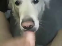 Dog Suck Man 1 GayBeast Rip - Beastiality Sex Tube With Man