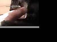 Dog Working On Dick Tricky Dick Dog5