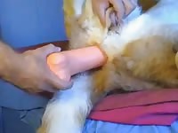 Doggie Anal 4 Gay Beast Com - Zoophilia Man