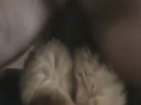 Doggie Anal GayBeast - Men Fucks Pet