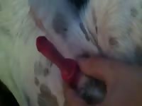 Doggy Gets Jerked GayBeast Rip - Zoophilia Men