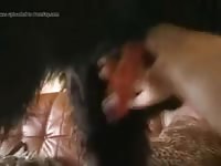 Doggy Handjob Gay Beast Com - Beastiality Men