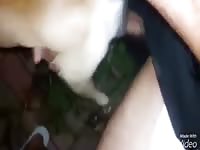 Dogs 1 GayBeast.com - Dude Fucks Pet