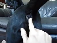 Dogs Ass GayBeast - Zoophilia Dude