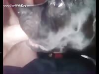 Dogs Giving Blowjobs- boy Fucks Pet