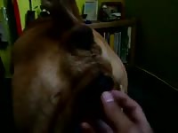 Dolka Y Yo Gay Beast Com - Dude Fucks Animal