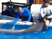 Dolphin Semencollection Gay Beast Com - Zoophilia Porn With Men