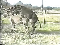 Donk 3 4 5 1- Bestiality Men