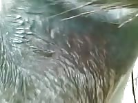 Donkey Anal 3 GayBeast Rip - Zoophilia Sex Video With Boy
