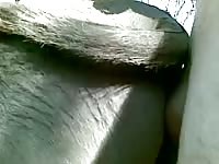Donkey Anal 5 GayBeast Rip - Animal Porn With Man