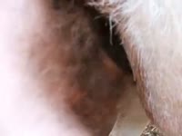 Donkey Anal Gay Beast Com - Bestiality Sex Tube With Men(2)