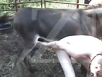 Donkey Fuck 10 Gay Beast Com - Man Fucks Pet