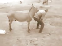 Donkey Fuck Me GayBeast - Dude Fucks Pet
