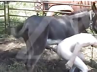 Donkeyand Man 2 GayBeast - Zoophilia Men