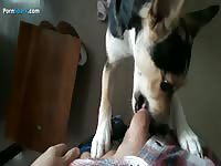 Eager Pooch Licks My Dick_1080p