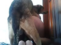 Eu E Meu Dog GayBeast.com - Bestiality Man