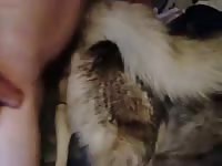 Fall Of Bitch Gay Beast Com - Dude Fucks Pet