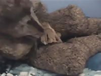 Fapping Werewolf Fursuit GayBeast Rip - Men Fucks Pet