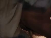 Farmer And His Cow GayBeast Rip - Zoophilia Porn Movie With Men