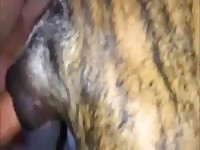 Female Boxer Gets Fucked Gay Beast Com - Bestiality Man
