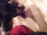 Female Dashaund Awaits Special Cream Gay Beast Com - Men Fucks Pet
