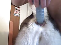 Female Dog Anal 2 Gay Zoo Porn Petlust Bestiality- Bestiality Porn Movie With Men