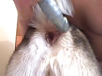 Female Dog Anal 2