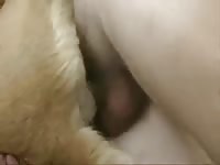 Female Dog Fuck 1 GayBeast Rip - Man Fucks Pet
