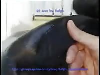 Female Seal GayBeast.com - Bestiality Sex Video With Dude