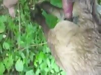 Filly Fuck 3 Gay Beast Com - Men Fucks Animal