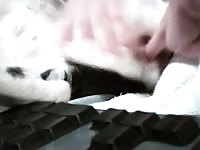 Finger Wet Pussy Gay Beast Com - Bestiality Sex Tube With Boy