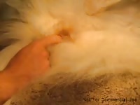 Fingering And Fucking A Female Malamute GayBeast.com - Beastiality Porn Movie With Dude