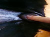 Fingering The Bitch Gay Beast Com - Bestiality Man- Zoophilia Porn Movie With Dude