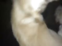 First Atempt Dog Fucks Boy GayBeast.com - Animal Man