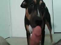 First Licking Part 1 GayBeast Rip - boy Fucks Animal