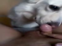 First Time With A Dog 1 GayBeast.com - Animal Porn Movie With Man