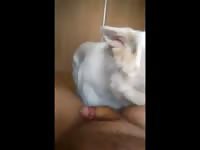First Time With A Dog Chapter 2 GayBeast - Man Fucks Animal
