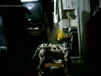 First Video GayBeast.com - Beastiality Dude