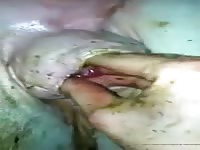 Fisting A Stallion GayBeast Rip - Bestiality Man