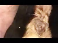 Fisting And Fuck Gay Beast Com - Zoophilia Dude