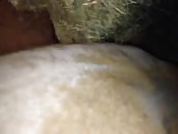 Fisting Ass Fingering Ass GayBeast.com - Animal Porn Movie With Men