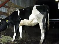 Fisting Cow GayBeast Rip - Beastiality Man