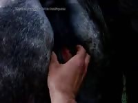 Fisting My Mare 2 GayBeast.com - Zoophilia Boy