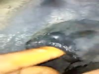 Fisting Stallion Ass Messy GayBeast Rip - Bestiality Sex Tube With Men- Beastiality Boy
