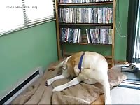 Flash Gives Himself Another Bj Chaoboy Flash Autobj- Dude Fucks Pet