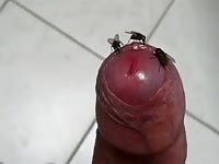 Flies GayBeast.com - Animal Sex Video With Boy