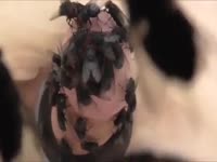 Flies On Cock 1 GayBeast.com - Dude Fucks Pet(2)