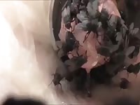 Flies On Cock 1 Gay Beast Com - Men Fucks Pet